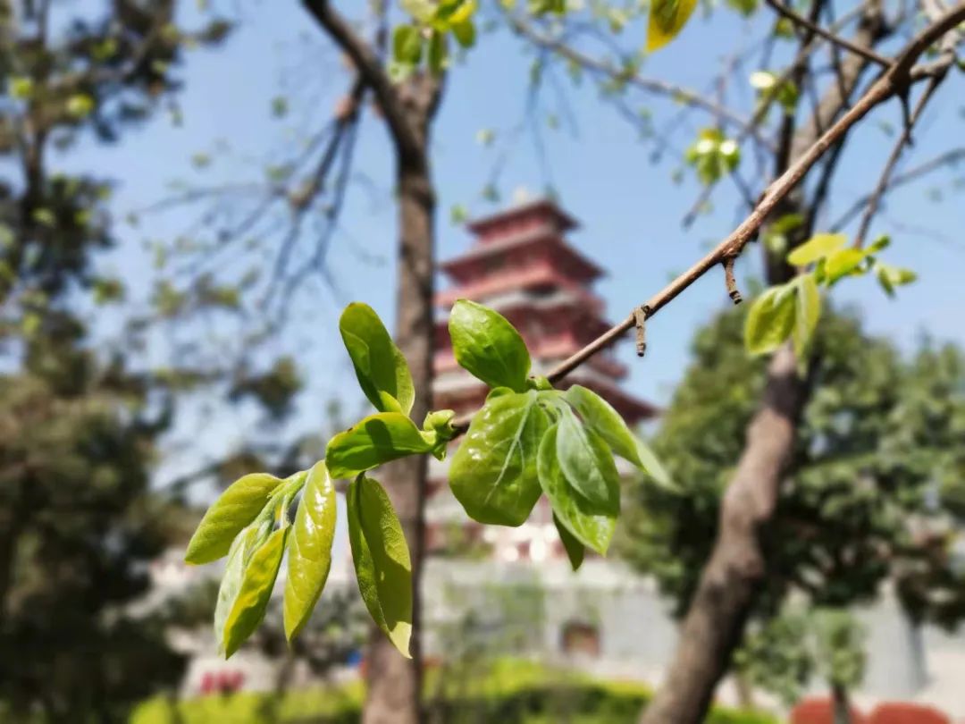 宝博微课堂|节气系列——清明 宝博微课堂|节气系列——清明