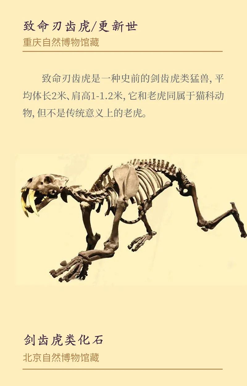 《虎虎生福——2022壬寅(虎年)新春生肖文物图片联展》线上展览第一期 《虎虎生福——2022壬寅(虎年)新春生肖文物图片联展》线上展览第一期