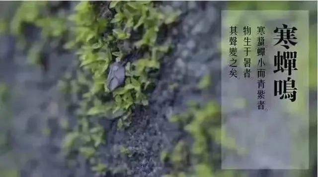 宝博微课堂|节气系列：风吹一片叶 万物已惊秋——立秋