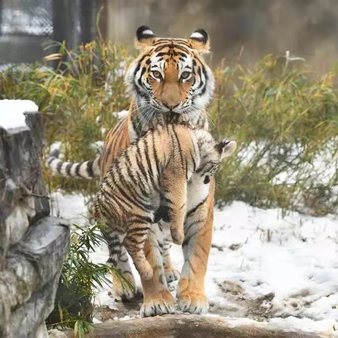 宝博微课堂:西周青铜母子虎 宝博微课堂:西周青铜母子虎
