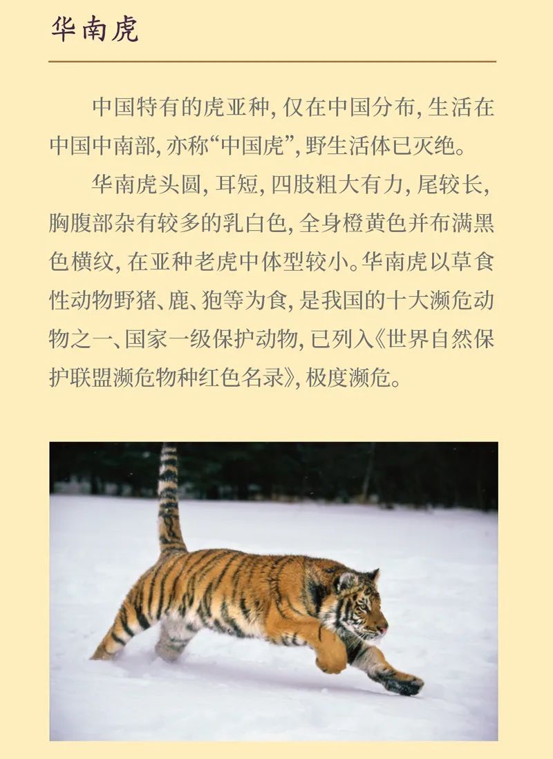 《虎虎生福——2022壬寅(虎年)新春生肖文物图片联展》线上展览第一期 《虎虎生福——2022壬寅(虎年)新春生肖文物图片联展》线上展览第一期