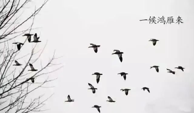 宝博微课堂|节气系列:白露——蒹葭苍苍 白露为霜 宝博微课堂|节气系列:白露——蒹葭苍苍 白露为霜