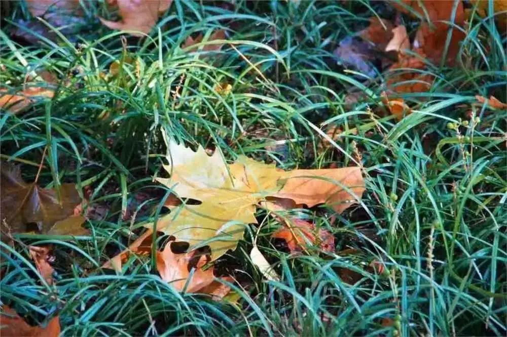 宝博微课堂|金文话节气——处暑 宝博微课堂|金文话节气——处暑