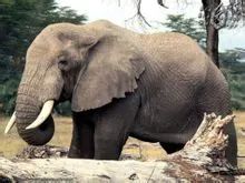 宝博微课堂:西周象尊 宝博微课堂:西周象尊