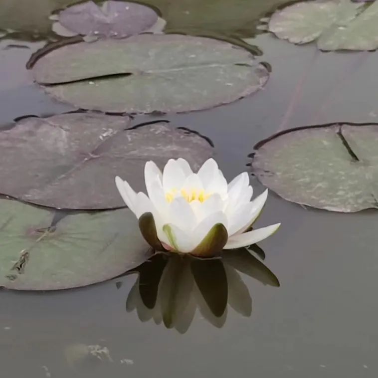 宝博微课堂|节气系列:立夏 宝博微课堂|节气系列:立夏