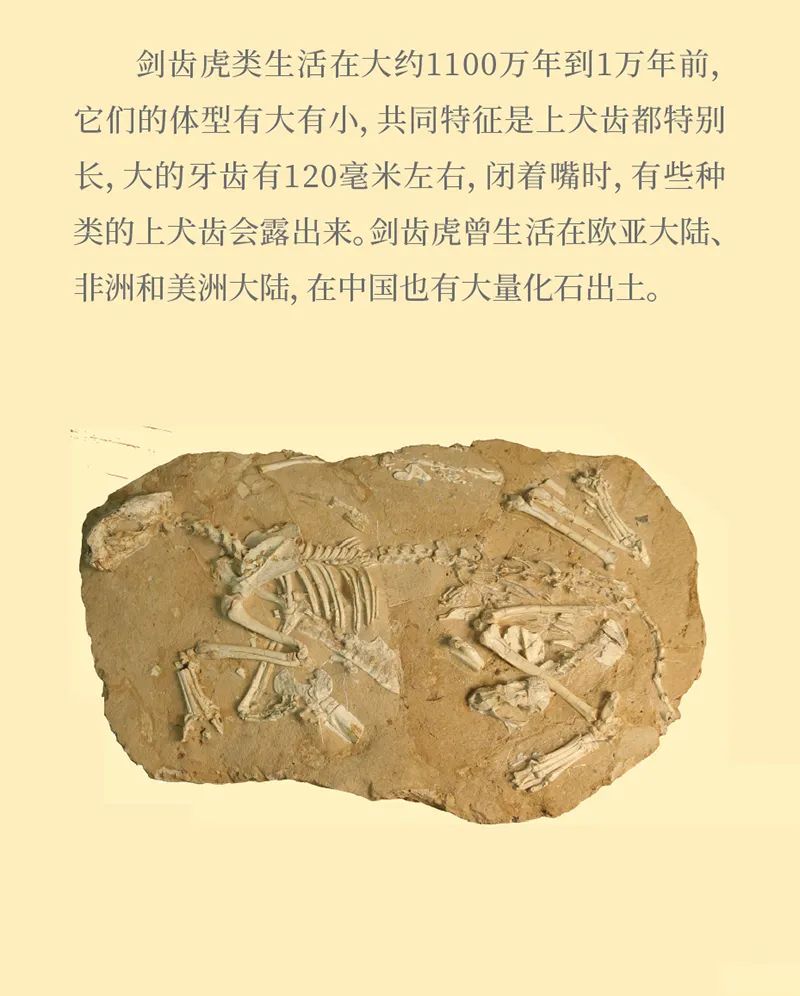 《虎虎生福——2022壬寅(虎年)新春生肖文物图片联展》线上展览第一期 《虎虎生福——2022壬寅(虎年)新春生肖文物图片联展》线上展览第一期