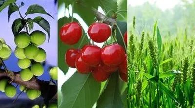 宝博微课堂|节气系列:立夏 宝博微课堂|节气系列:立夏