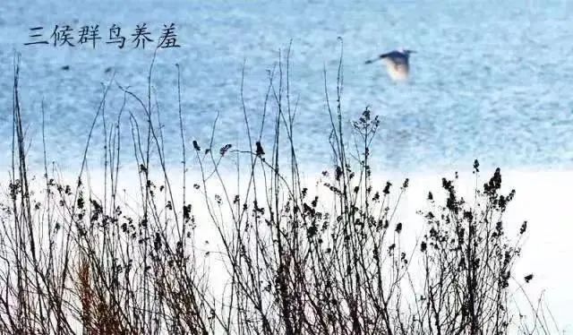 宝博微课堂|节气系列:白露——蒹葭苍苍 白露为霜 宝博微课堂|节气系列:白露——蒹葭苍苍 白露为霜