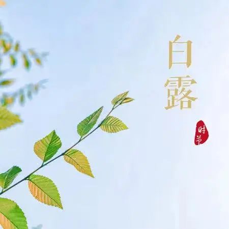 宝博微课堂|节气系列:白露——蒹葭苍苍 白露为霜 宝博微课堂|节气系列:白露——蒹葭苍苍 白露为霜