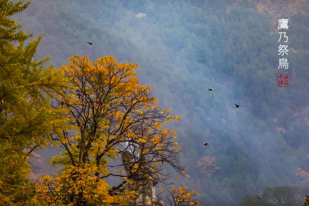 宝博微课堂|节气系列:处暑——清风徐来 秋将至 宝博微课堂|节气系列:处暑——清风徐来 秋将至