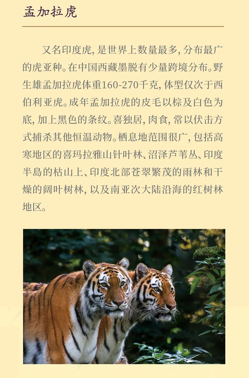 《虎虎生福——2022壬寅(虎年)新春生肖文物图片联展》线上展览第一期 《虎虎生福——2022壬寅(虎年)新春生肖文物图片联展》线上展览第一期