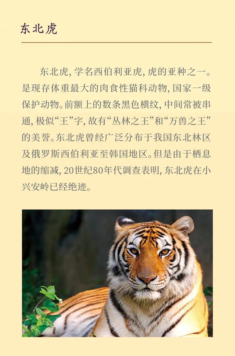 《虎虎生福——2022壬寅(虎年)新春生肖文物图片联展》线上展览第一期 《虎虎生福——2022壬寅(虎年)新春生肖文物图片联展》线上展览第一期