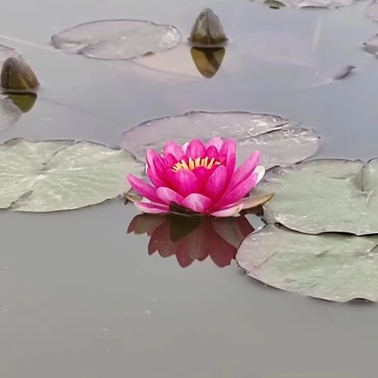 宝博微课堂|节气系列:立夏 宝博微课堂|节气系列:立夏