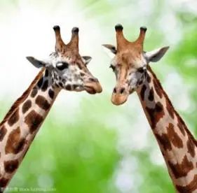 宝博微课堂:西周兽面纹簋 宝博微课堂:西周兽面纹簋