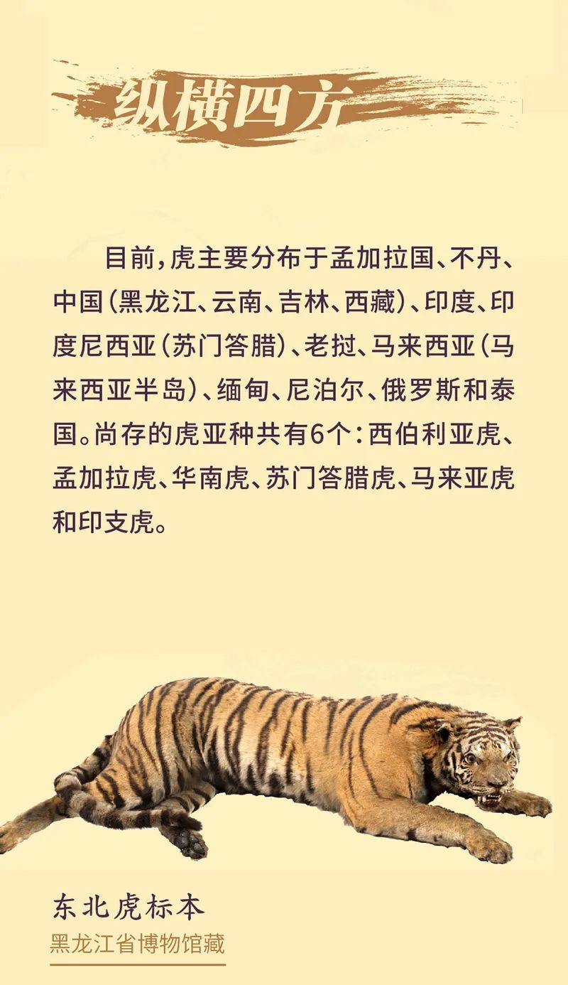 《虎虎生福——2022壬寅(虎年)新春生肖文物图片联展》线上展览第一期 《虎虎生福——2022壬寅(虎年)新春生肖文物图片联展》线上展览第一期