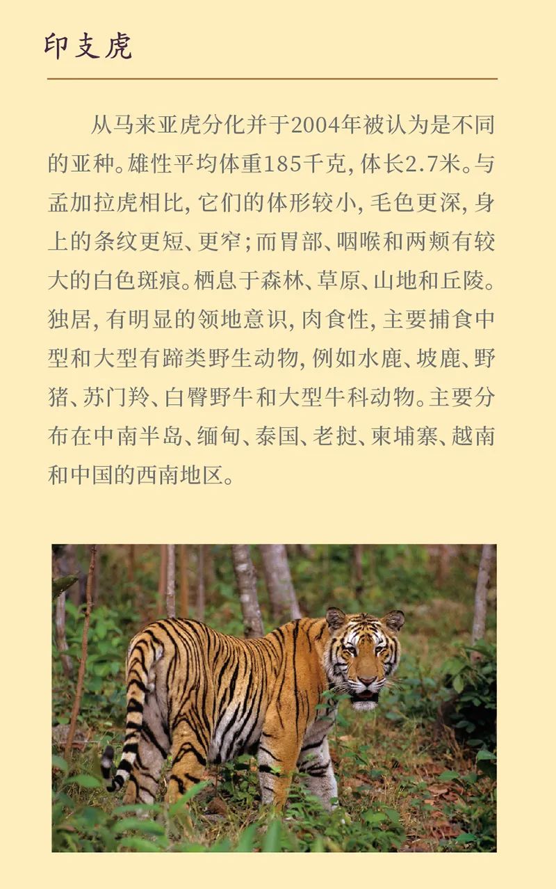 《虎虎生福——2022壬寅(虎年)新春生肖文物图片联展》线上展览第一期 《虎虎生福——2022壬寅(虎年)新春生肖文物图片联展》线上展览第一期