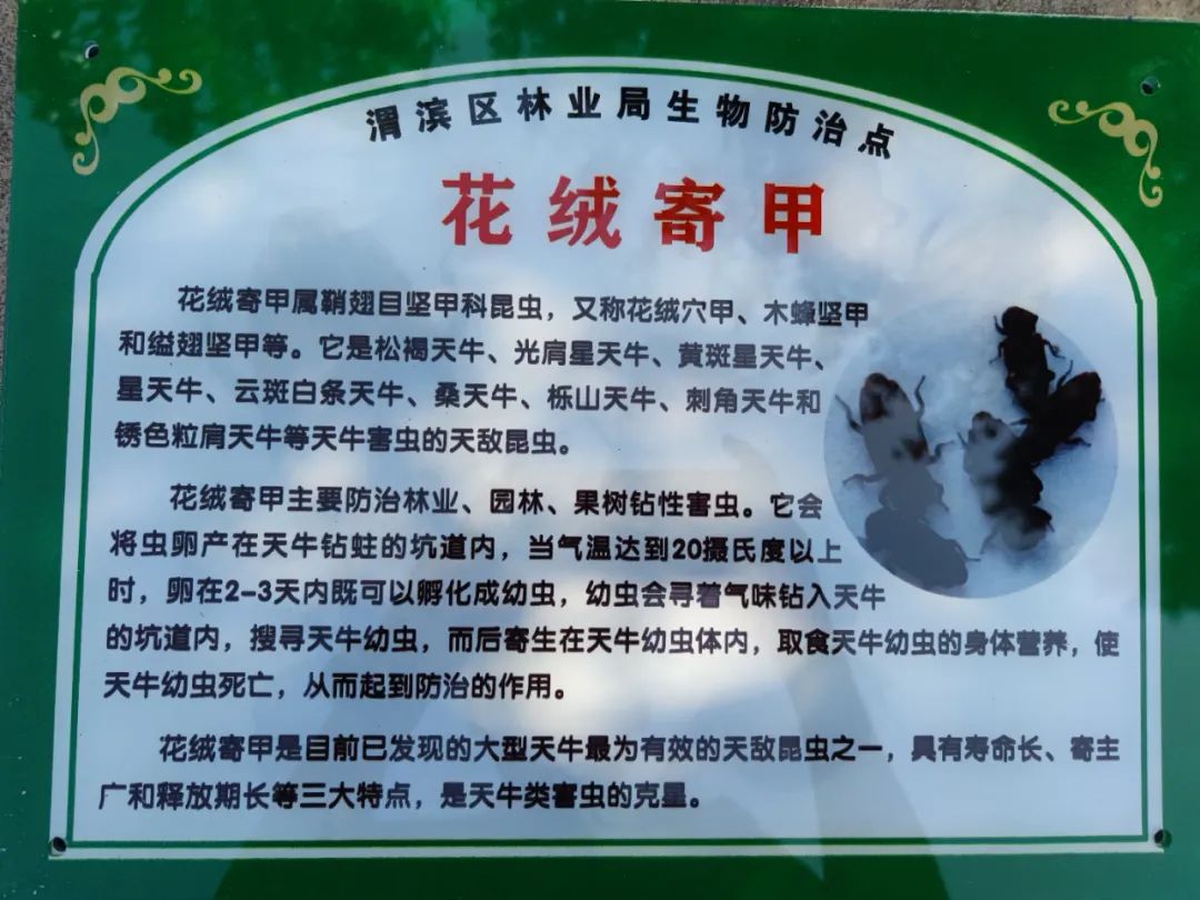 开展病虫害防治 确保园区树木安全 开展病虫害防治 确保园区树木安全