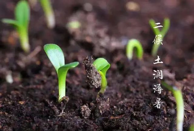 宝博微课堂|节气系列：大暑——炎暑如蒸 烈日迟暮