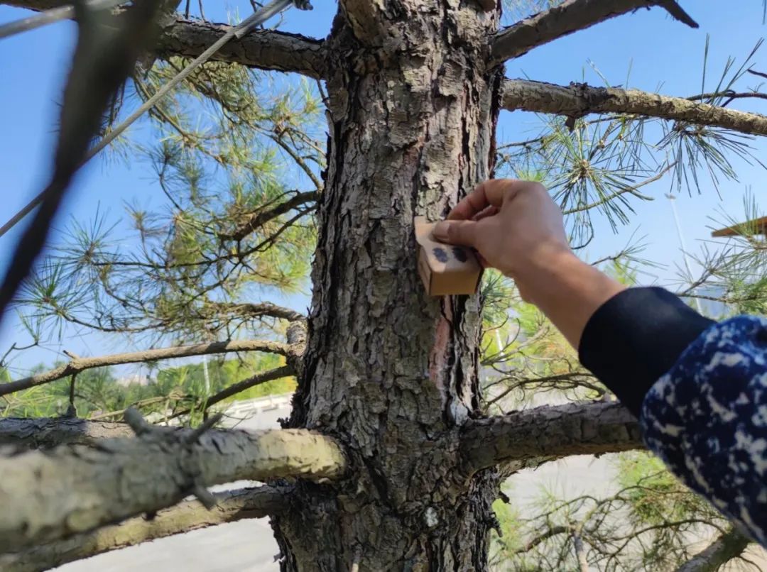 开展病虫害防治 确保园区树木安全 开展病虫害防治 确保园区树木安全