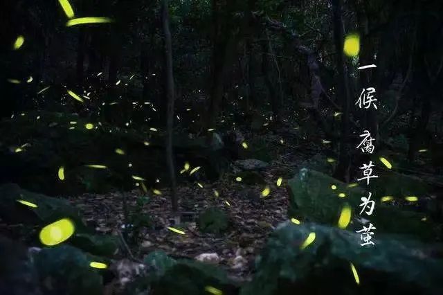 宝博微课堂|节气系列：大暑——炎暑如蒸 烈日迟暮