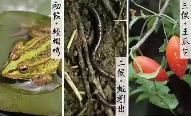 宝博微课堂|节气系列:立夏 宝博微课堂|节气系列:立夏