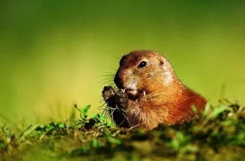 宝博微课堂|节气系列——清明 宝博微课堂|节气系列——清明