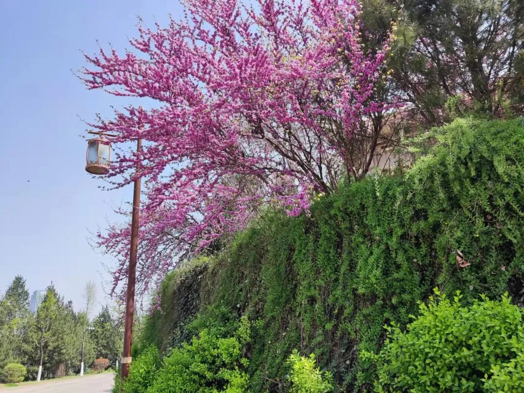 宝博微课堂|节气系列——清明 宝博微课堂|节气系列——清明