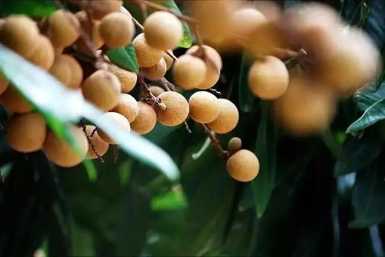 宝博微课堂|节气系列:白露——蒹葭苍苍 白露为霜 宝博微课堂|节气系列:白露——蒹葭苍苍 白露为霜