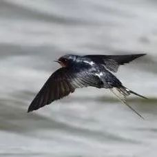 宝博微课堂|周秦故事我来讲(二十一)——女修吞卵 宝博微课堂|周秦故事我来讲(二十一)——女修吞卵